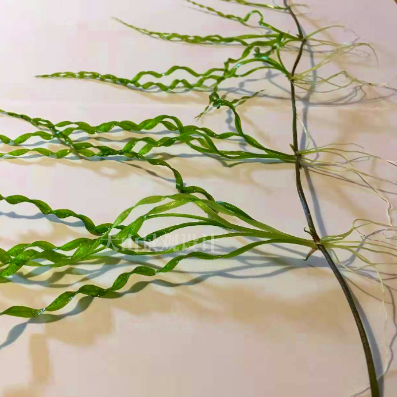 螺旋皇冠中后景水草造景阴性新手入门无需二氧化碳淡水水下叶包邮