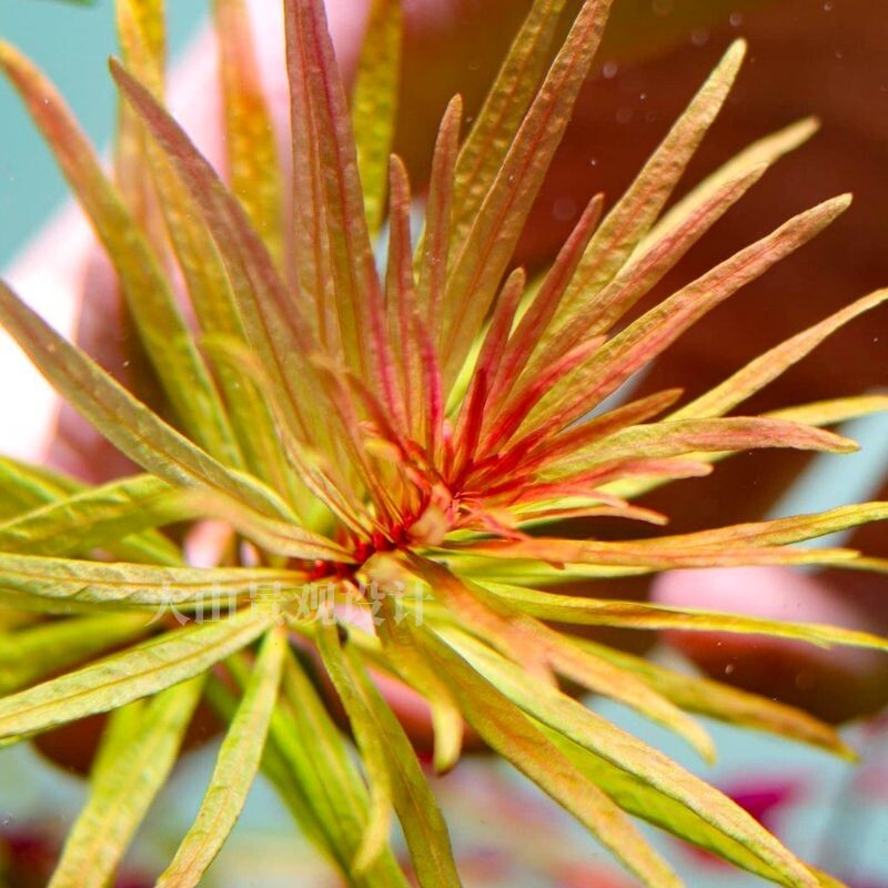 古巴叶底红 中后景水草红太阳水下叶 鱼草缸造景装饰红色水草包邮