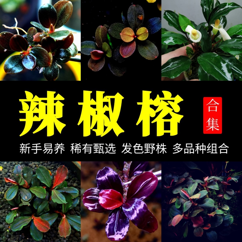 蓝精灵幽灵辣椒榕发色野株小叶
