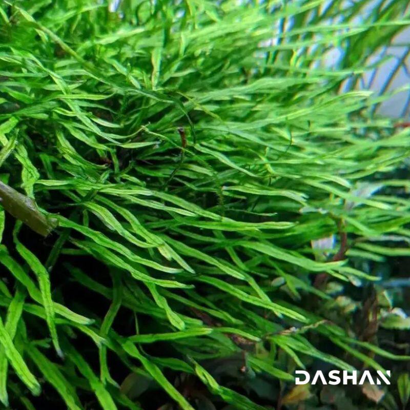 丹麦细叶铁  正宗丹麦细叶铁皇冠  自养繁殖纯水下叶  非国产包邮
