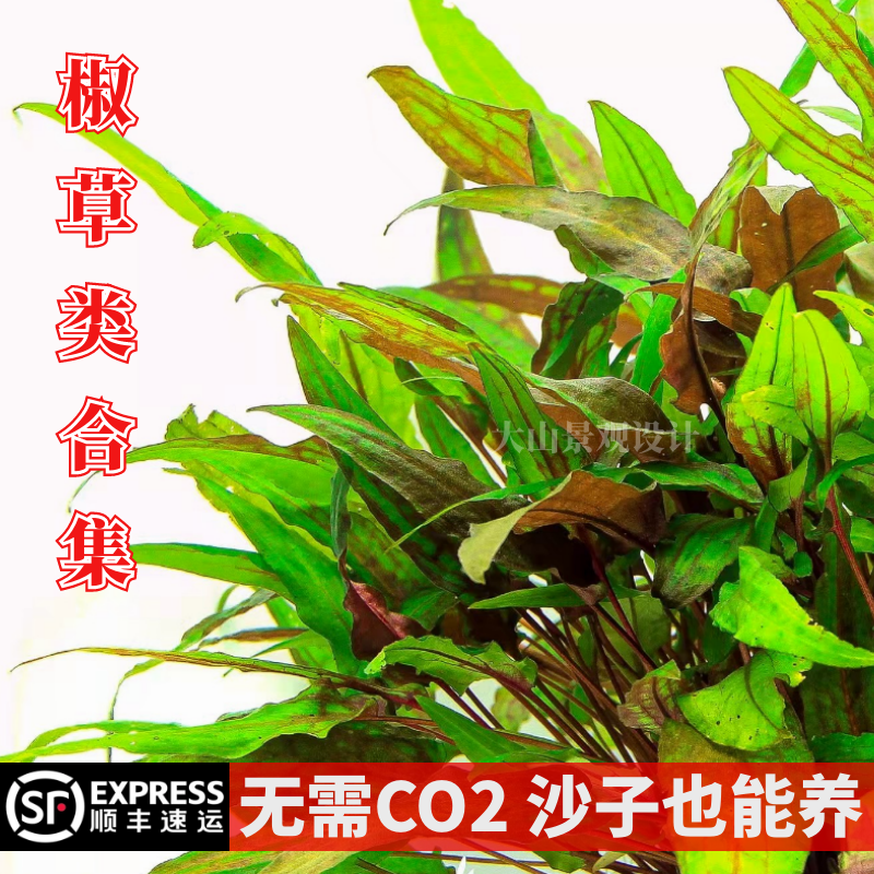 椒草泰国青椒迷你绿温蒂喷泉圆叶 无需CO2新手 水草造景无菌 淡水