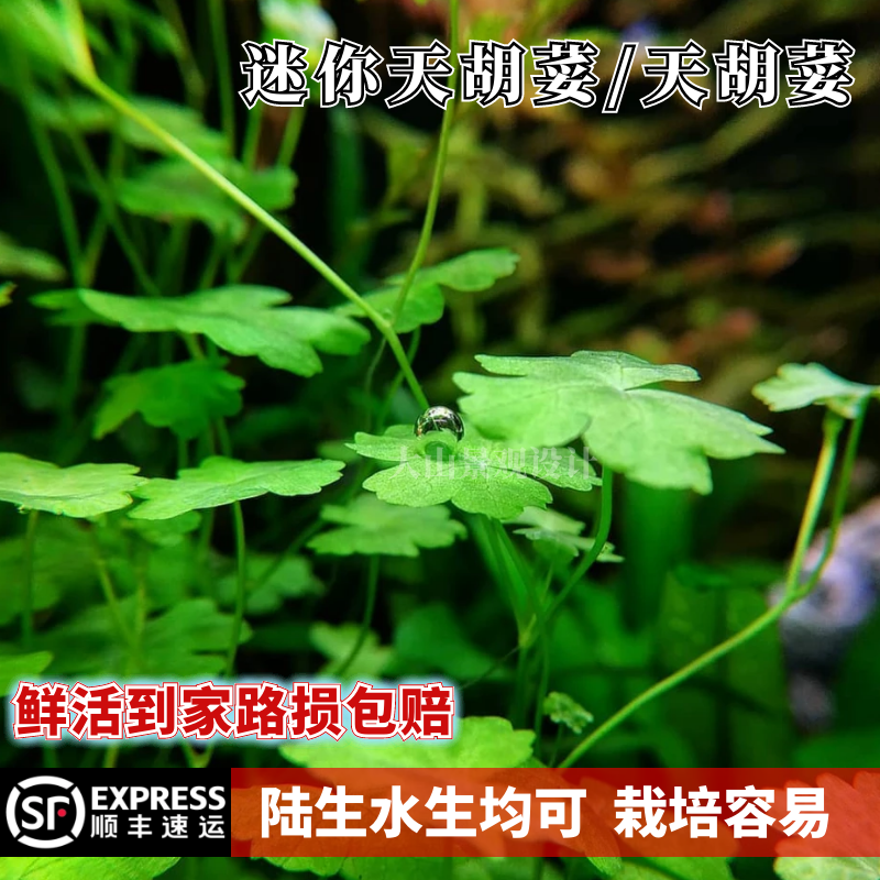 ada迷你天胡荽水下叶天湖葵阴性造景中前景鱼缸水草植物淡水 养鱼