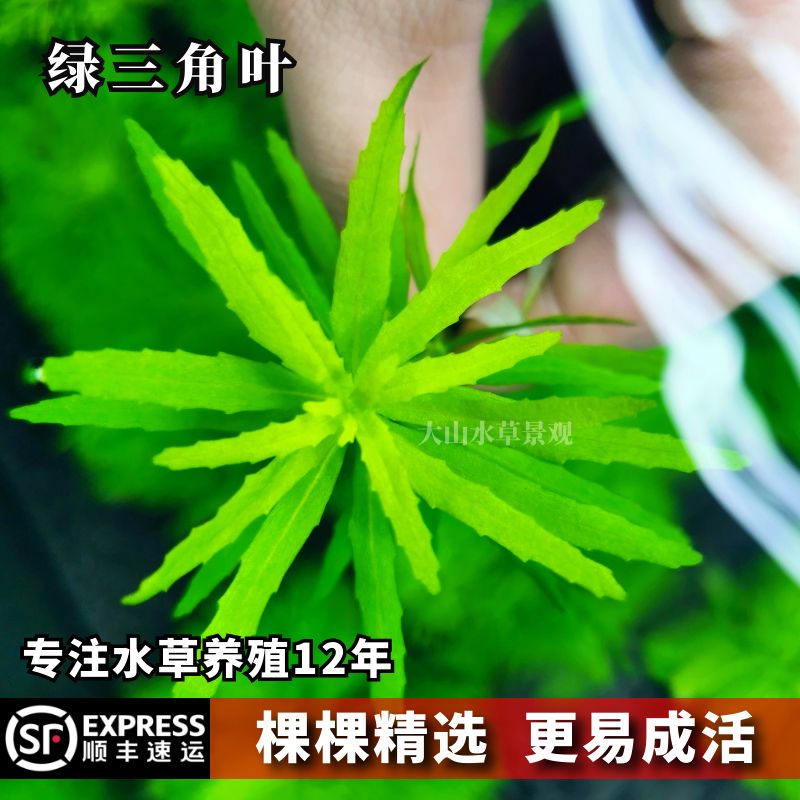 黄金绿三角叶中后景有茎水草造景无需二氧化碳 荷兰景水下叶 淡水