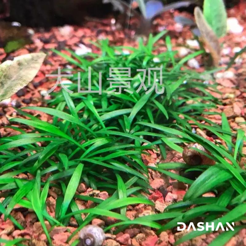 迷你椒草帕夫椒前景阴性草