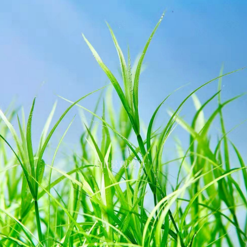 赤焰灯芯风车箦藻真水下叶鱼缸水草植物草缸造景中景淡水养鱼包邮