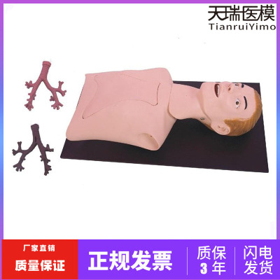 支气管内窥镜检查模型