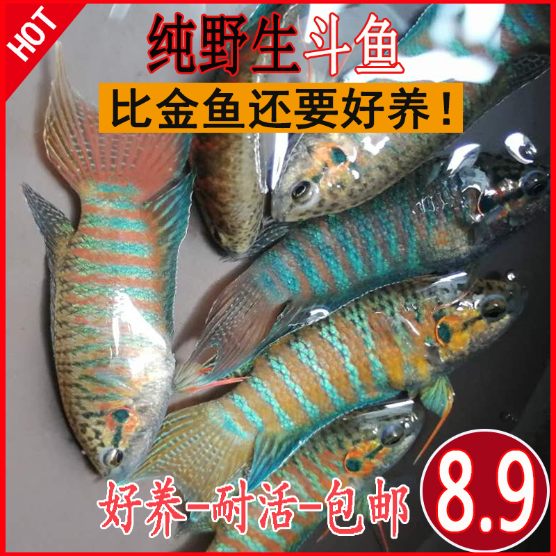 China Betta living thing wild The best Ornamental fish small-scale Novice Practiced hand Nativein the Pet/Pet food and supplies , Aqua World , Fish  category - from Buy2taobao.com to provide professional Taobao agent buy service