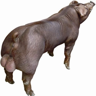 新美系杜洛克猪精