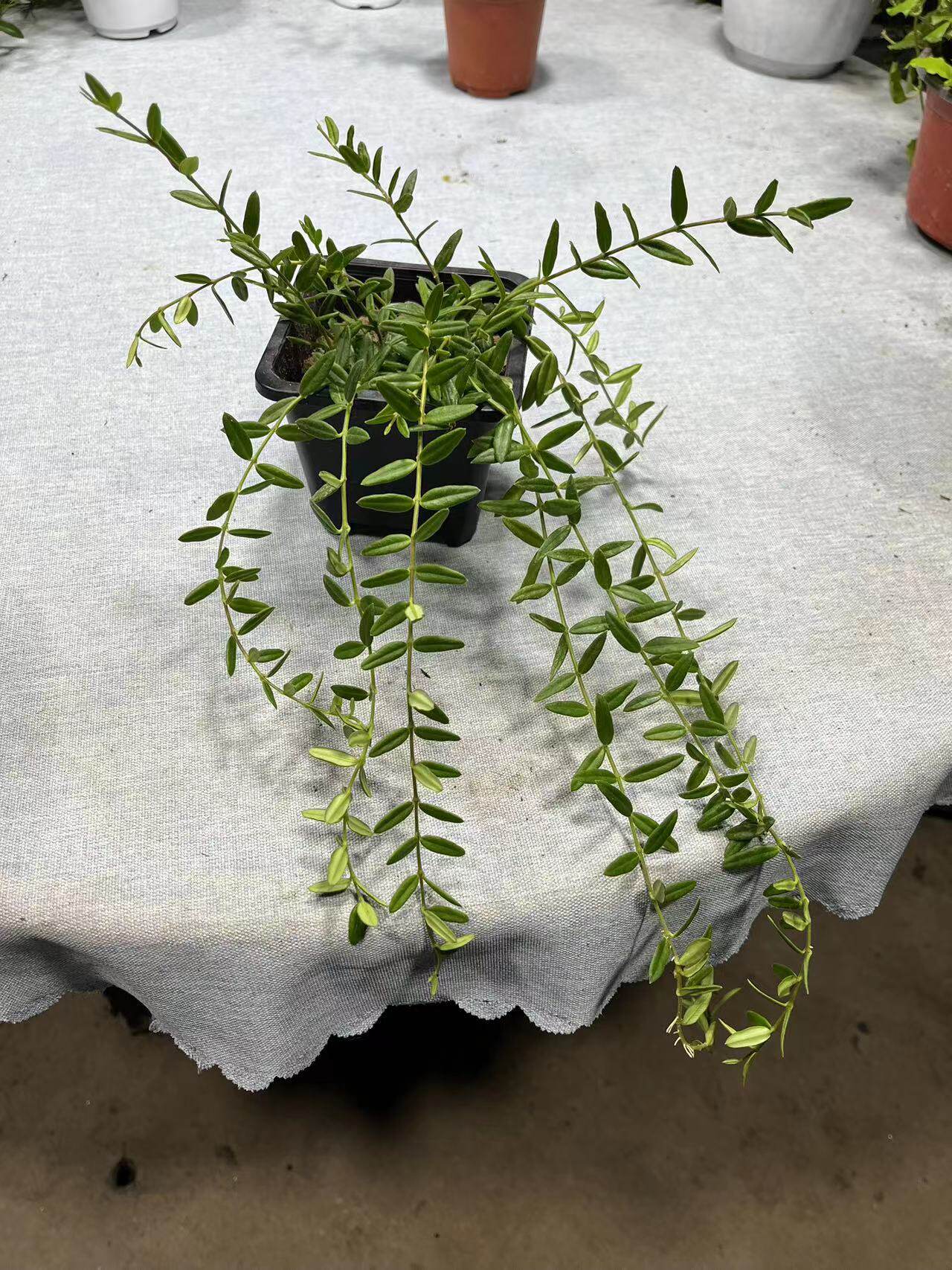 恩格勒球兰 (Hoya Engleriana)进口越南种可爱明亮小叶片耐热耐寒