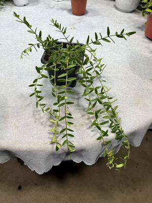 进口恩格勒球兰小叶子观花观叶