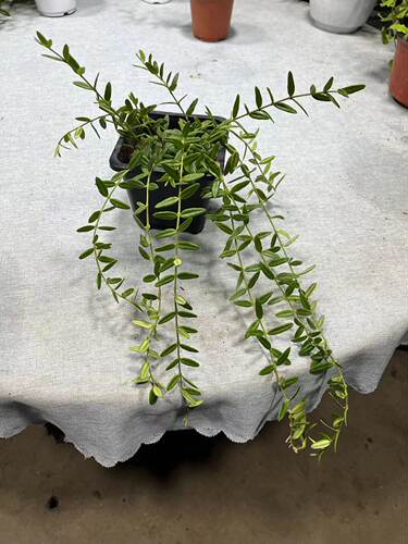 进口恩格勒球兰小叶子观花观叶