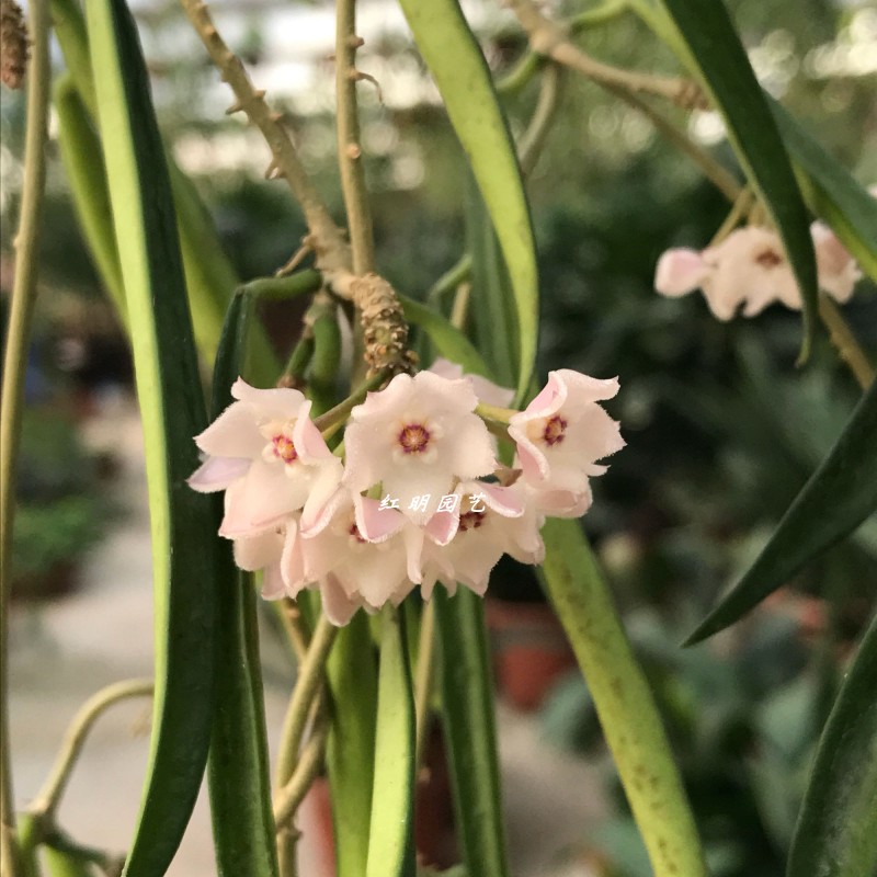 牧羊球兰 舍费尔德 耐寒耐热攀爬垂钓阳台绿植 Hoya shepherdii