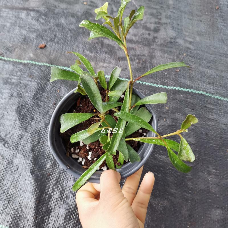 澜沧球兰（珍惜品种）耐阴常绿植物观叶植物 室内花卉阳台园艺