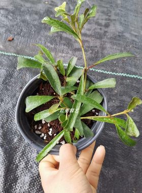 澜沧球兰观叶品种古怪叶子