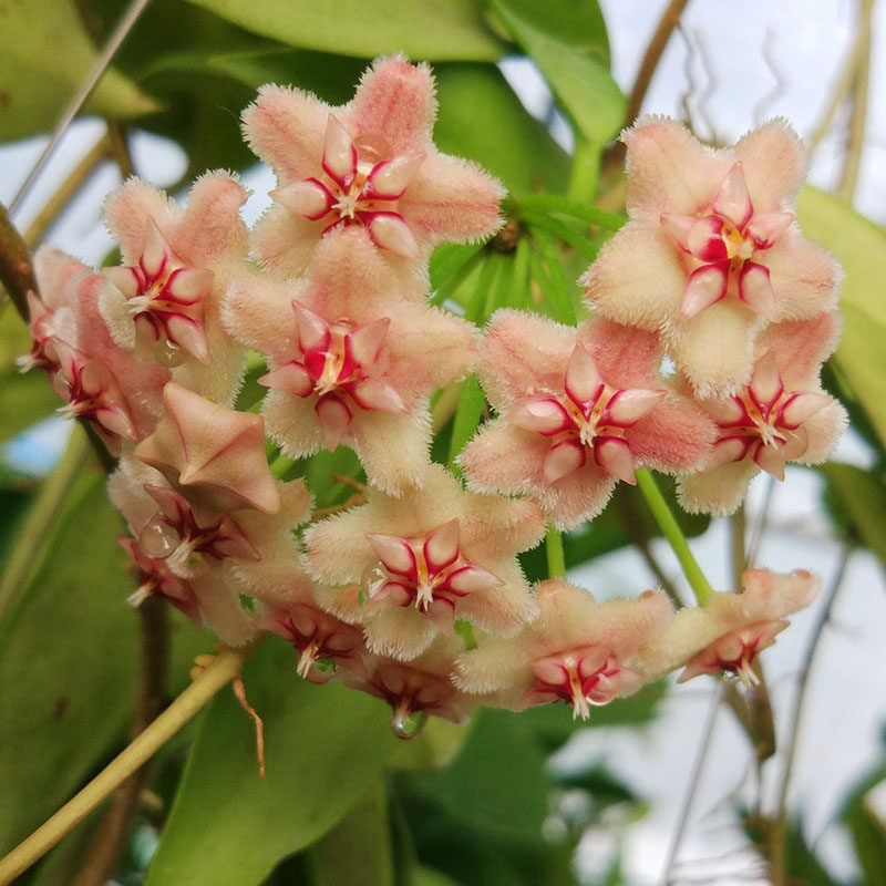 粉龙球兰大苗  Phalaenopsis 室内绿植阳台花卉垂吊植物攀爬垂
