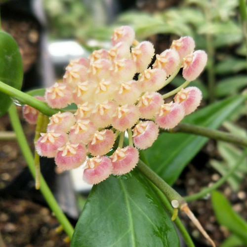 清香型垂吊植物球兰大苗罗莎球兰
