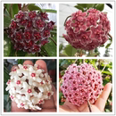 红明园艺球兰直播间一物一拍 垂钓攀岩花园阳台植物