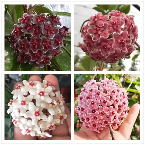 专拍1元链接商品运费差价球兰