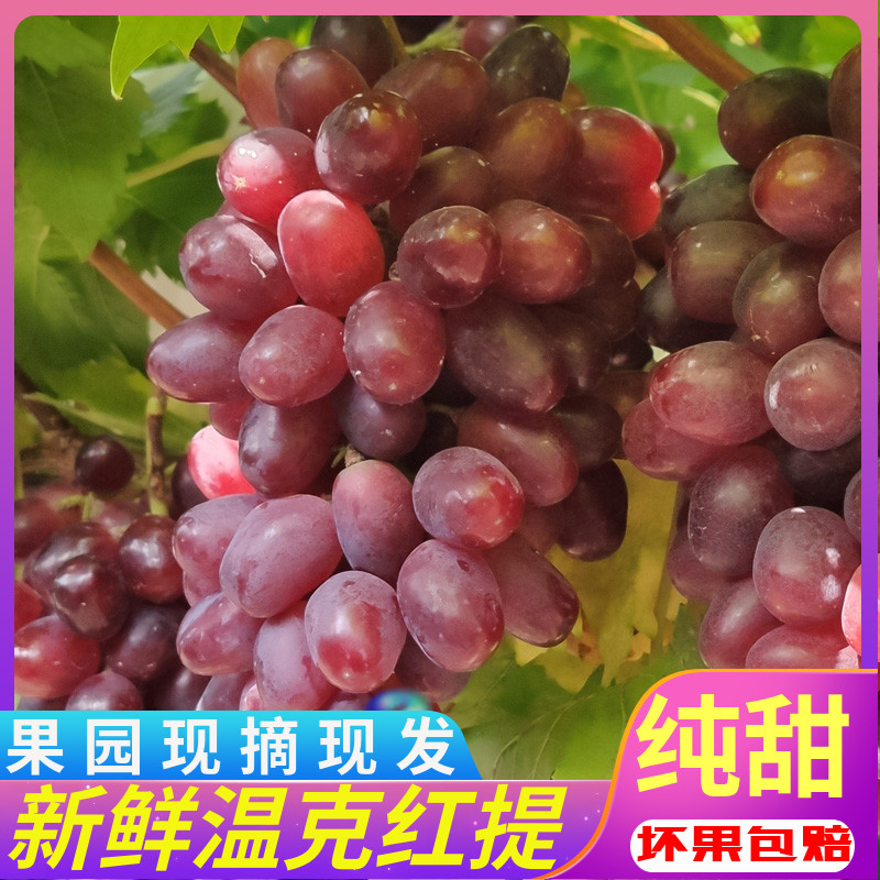 桂林新鲜提子纯甜无酸