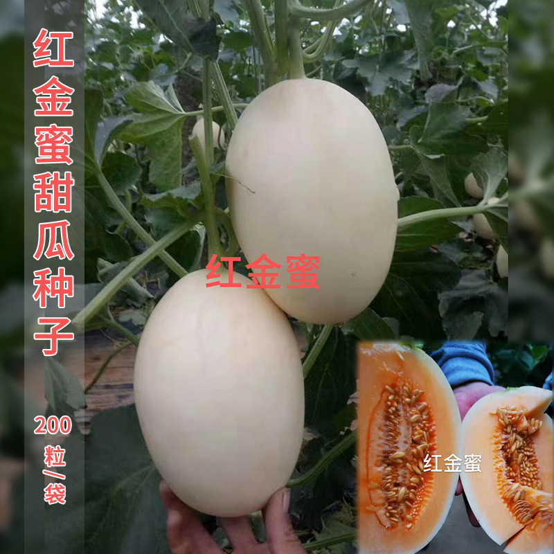 红金蜜脆甜瓜种子籽四季播高产超甜早熟南方蜜脆白皮红肉香瓜种子