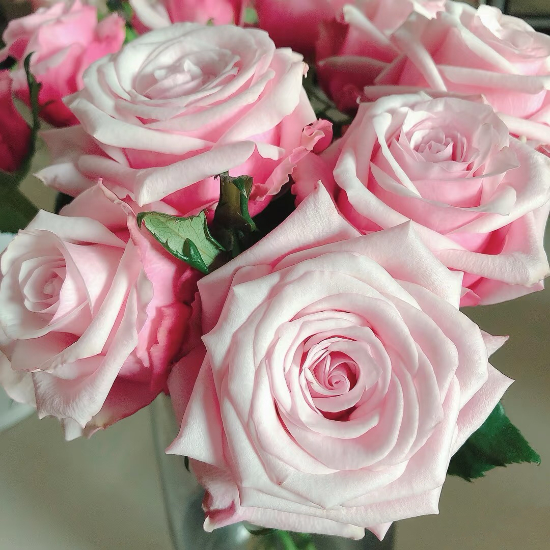 扦插中苗月季玫瑰花卉绿植盆栽