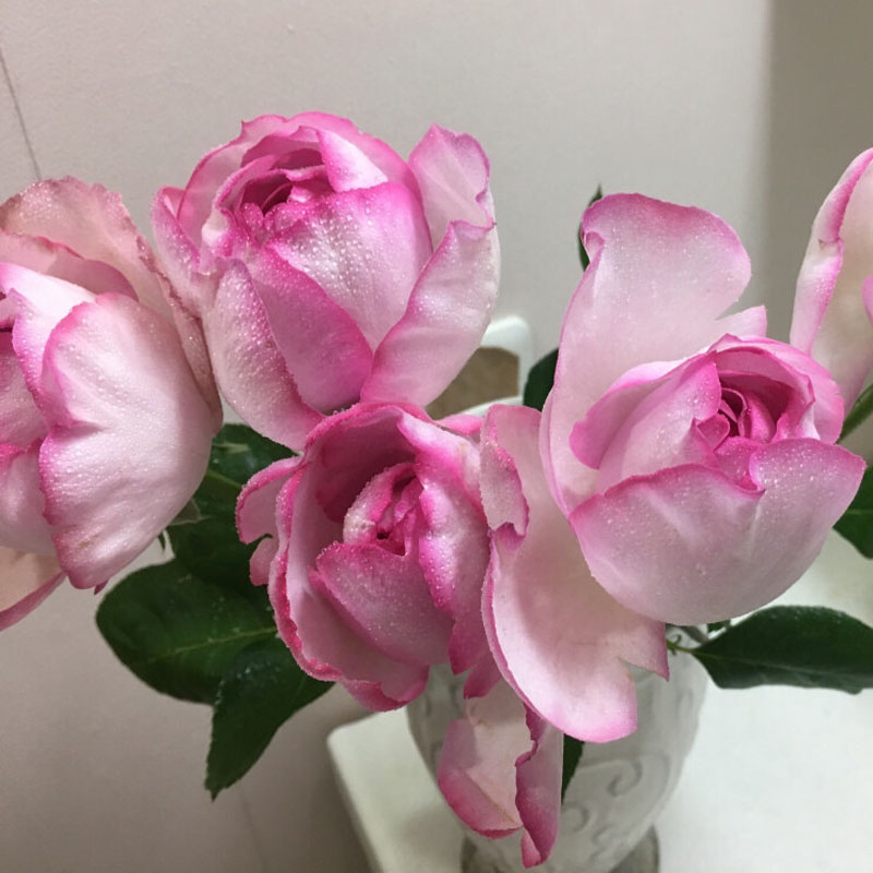 老花痴 伊芙砂糖艺术 大花浓香月季花苗绿植花卉玫瑰阳台庭院盆栽
