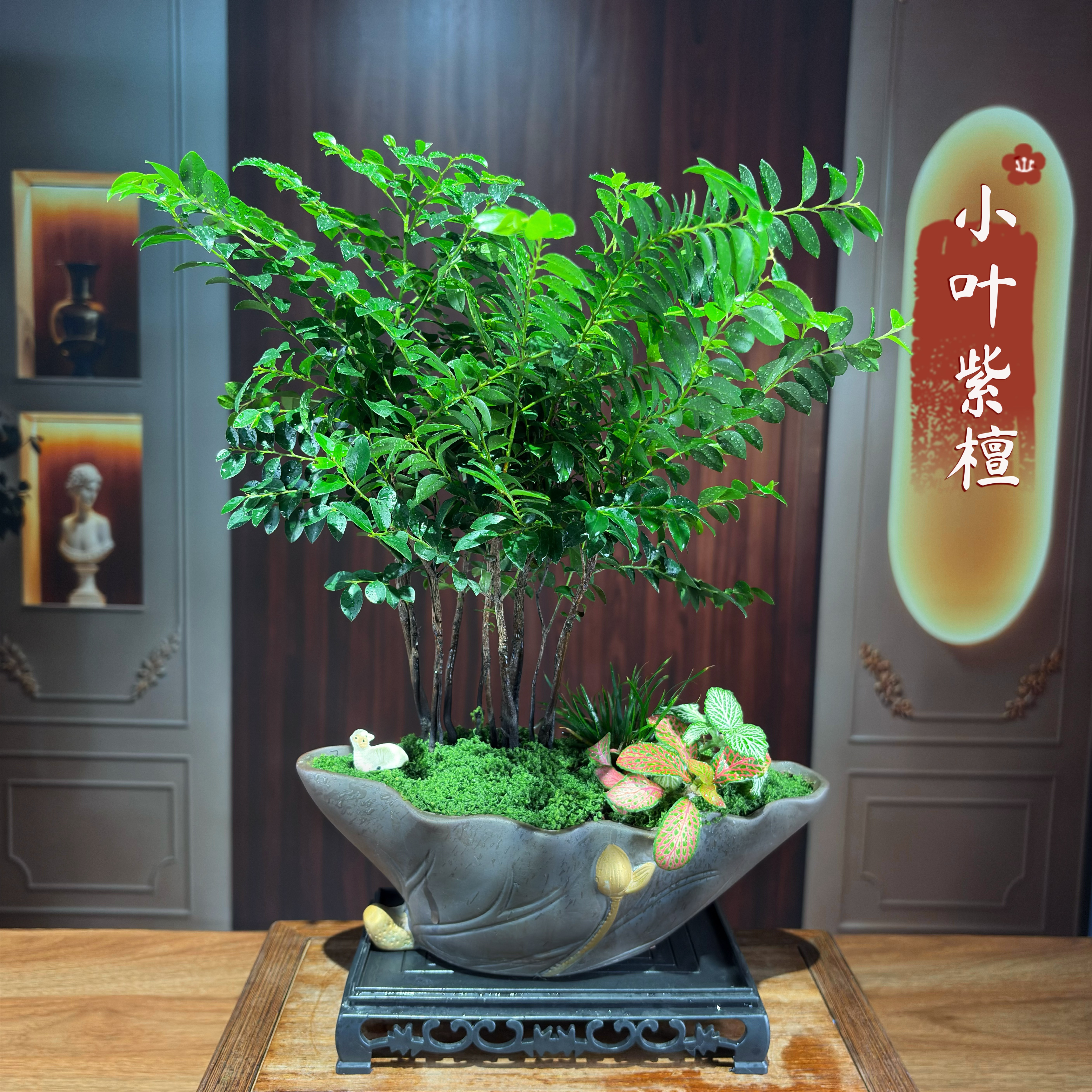 小叶紫檀丛林款内观叶盆栽绿植