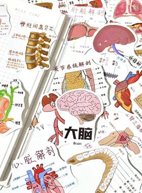 医学解剖学贴纸学习图鉴电脑装饰