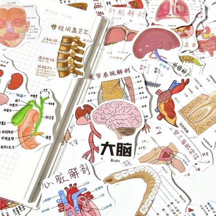 108张医学解剖学贴纸个性创意学习DIY手账手机壳笔记本电脑装饰