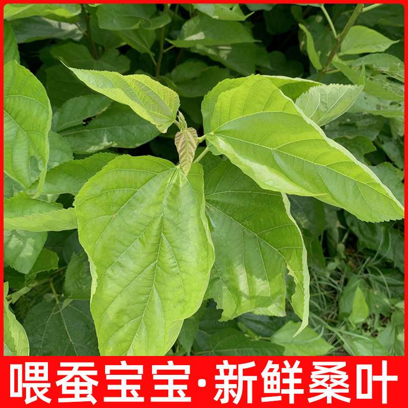 新鲜桑叶喂蚕养蚕500克桑树嫩叶蚕叶喂蚕宝宝饲料养蚕1斤学生套餐