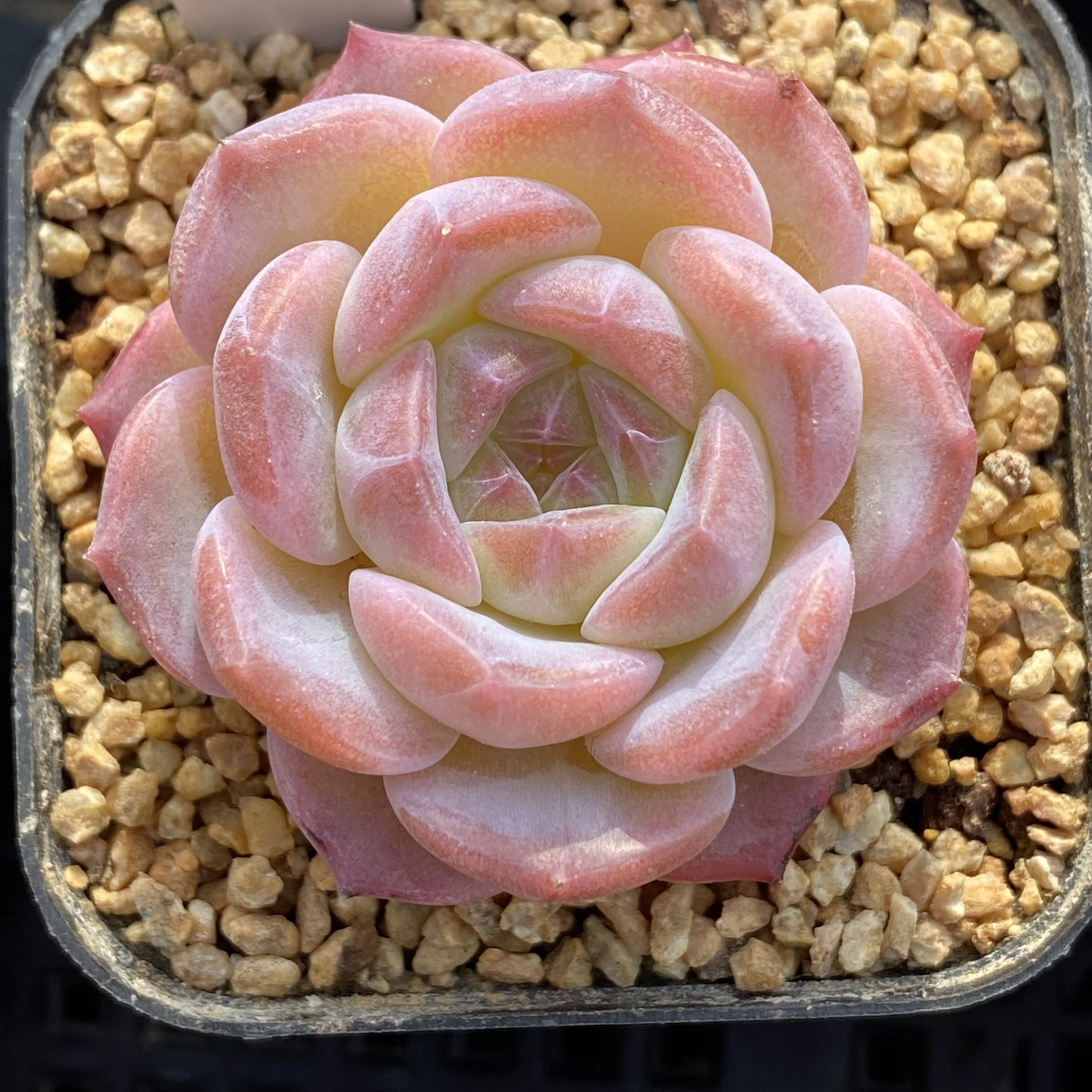 灵犀 巫家老品种 冰心暗纹 一物一拍 港湾多肉园地