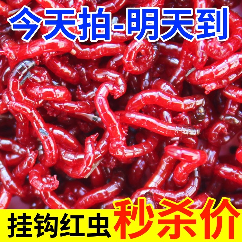 【河边直发】鲜活红虫特大公虫活体活饵喂鱼饵鲫鱼饵料蚯蚓鱼饵,户外/登山/野营/旅行用品,活饵/谷麦饵等饵料,淘宝优惠券,粉丝福利购,淘宝优惠卷