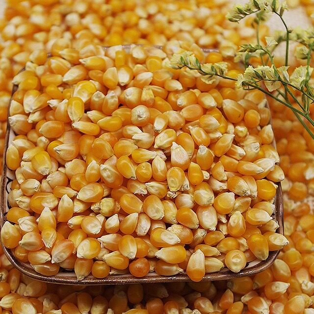 农家特产小玉米球形爆玉米爆米花专用玉米粒50斤