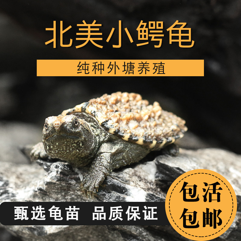 鳄龟纯佛爆刺王杂佛鳄鱼龟苗宠物小鳄佛罗里达乌龟活物北美鳄龟
