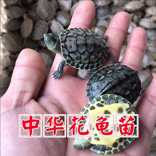 花龟珍珠龟活物外塘中华草龟乌小龟苗宠物观赏龟长寿龟超大台湾体