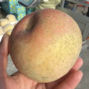 包邮 当季 现摘大沙河红富士丑苹果脆甜原生态孕妇新鲜水果整箱10斤