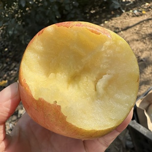 野生徐州丰县大沙河红富士苹果脆甜孕妇新鲜水果10斤冰糖心丑萍果