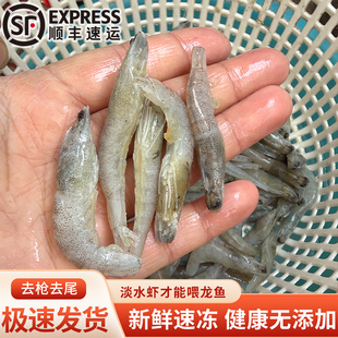 虾冻鱼食龙鱼虎鱼魟鱼饲料新鲜冷冻河虾去虾枪冰冻虾仁喂鱼喂龟