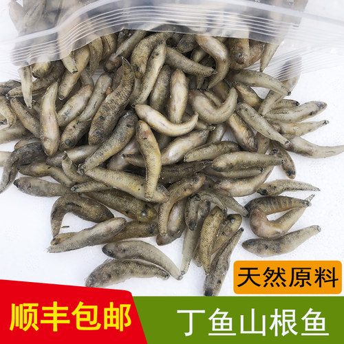 沉底丁鱼山根鱼招财猫饲料麦穗鱼