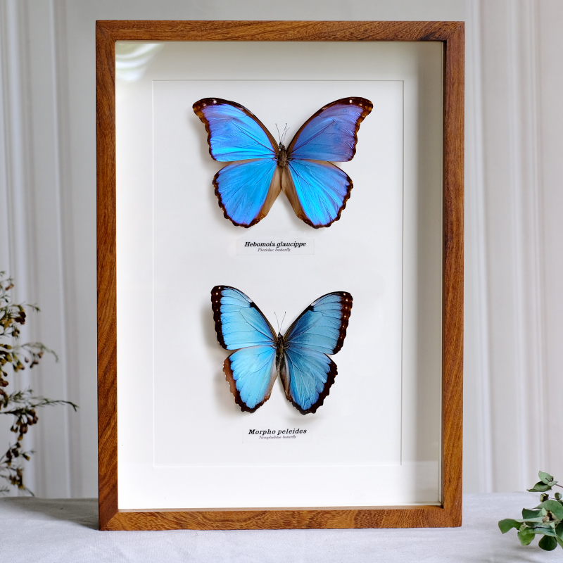 蝴蝶标本蓝闪创意礼物