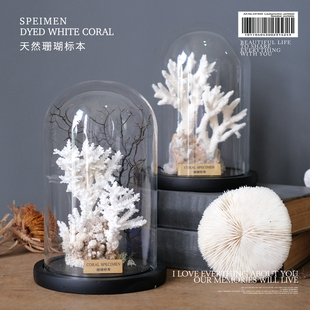 天然珊瑚摆件标本微景现代轻奢样板间北欧侘寂风创意家居饰品售楼