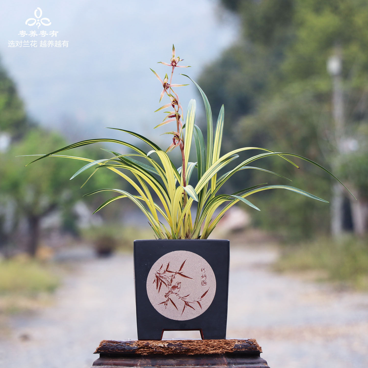 墨兰系列兰花兰阳南阳之松金边艺草翁源名贵品种中透高级花卉盆栽