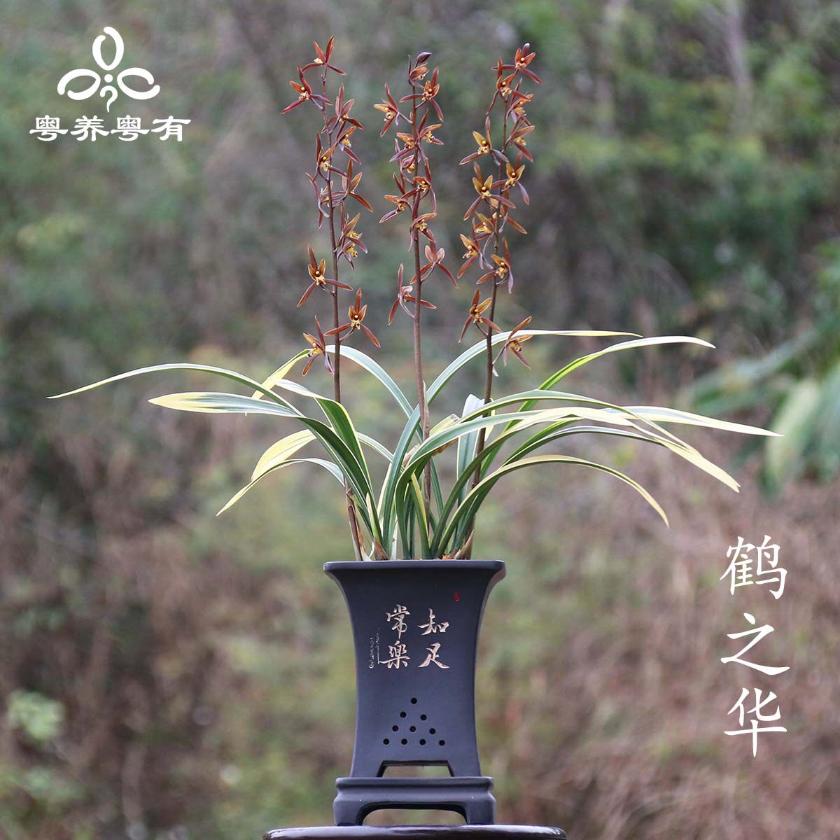 墨兰兰花苗草鹤之华金边名贵精品高端品种大全翁源特浓香线艺盆栽