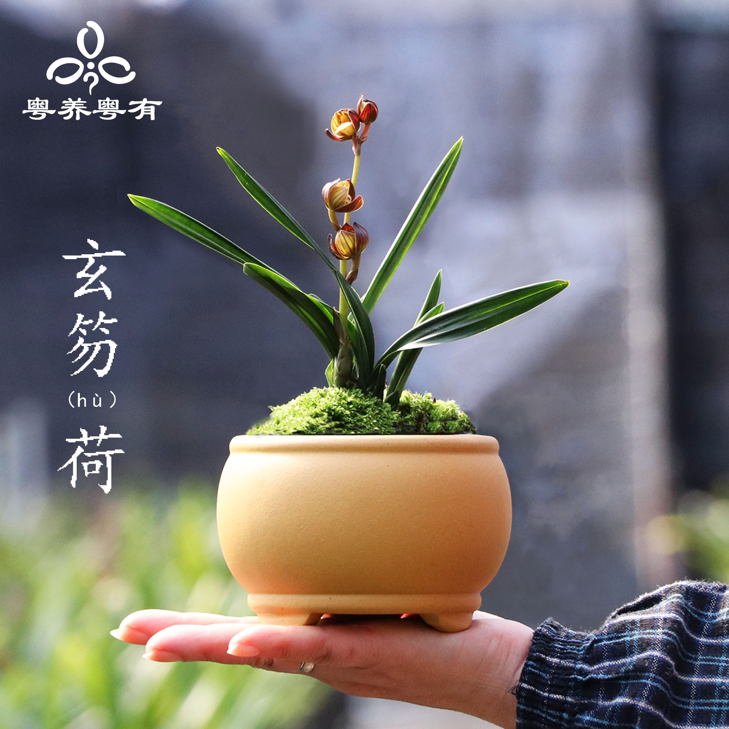 玄笏荷瓣型兰花苗矮种墨兰系列行龙叶艺浓香名贵精品高级翁源盆栽