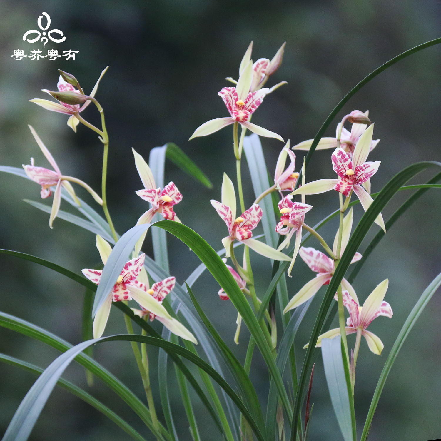 宝岛仙女细叶建兰三星蝶系列兰花苗原盆原土十大名贵翁源基地直供