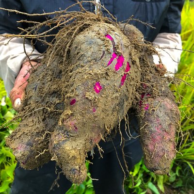 农家脚板薯紫皮白心现挖现发