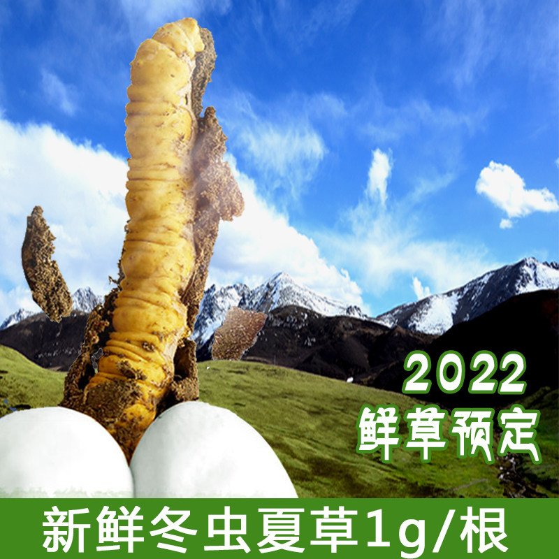 Orthodox school 2022 fresh Cordyceps quality goods wild Cordyceps 1 Tibet Nagqu 10 Root installationin the Traditional nourishing food , Cordyceps  category - from Buy2taobao.com to provide professional Taobao agent buy service