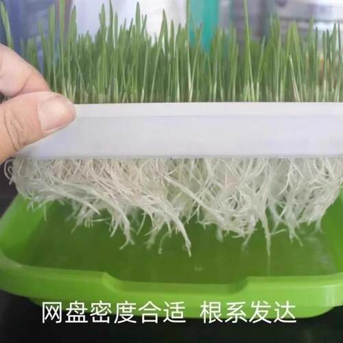 育苗盘芽苗盘菜阳台种菜盆水培蔬菜豆芽无土小麦蒜苗种植盘育苗盆