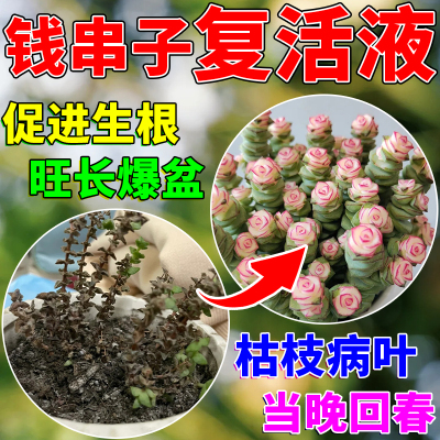 钱串子营养液盆栽多肉植物药锦黑腐掉叶干瘪枯专用促生根爆芽素肥