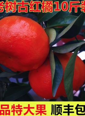 四川红橘万州古红桔大红袍重庆橘子川桔子新鲜水果9斤特大果陈皮
